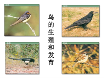 《第三节 鸟的生殖和发育》PPT课件3-济南版生物八年级上册