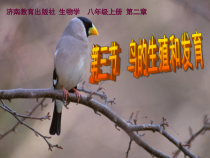 《第三节 鸟的生殖和发育》PPT课件2-济南版生物八年级上册