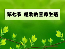 《第七节 植物的无性生殖》PPT课件2-济南版生物八年级上册