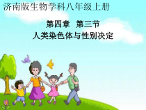 《第三节 人类染色体与性别决定》PPT课件1-济南版生物八年级上册