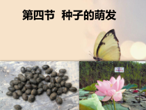 《第四节 种子的萌发》PPT课件1-济南版生物八年级上册