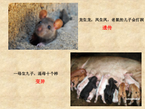 《第四节 生物的变异》PPT课件2-济南版生物八年级上册