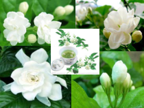 高中音乐-音乐鉴赏《茉莉花（江苏民歌）》PPT课件1-花城版