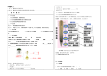 《第五节 根的结构与功能》导学案-济南版生物八年级上册