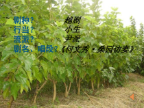高中音乐-音乐与戏剧表演《新兴的戏曲剧种》PPT课件1-人音版
