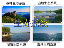 《第一节 生态系统的组成》PPT课件3-济南版生物八年级下册