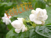 高中音乐-歌唱《东西南北茉莉花》PPT课件2-湘艺版