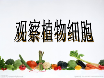 鲁科版生物六年级上册（课件5份可预览）