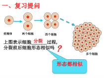 《第二节 动物体的结构层次》PPT课件8-鲁科版生物六年级上册