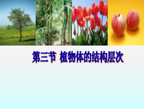 《第三节 植物体的结构层次》PPT课件5-鲁科版生物六年级上册