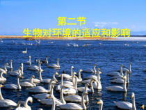《第二节 生物对环境的适应和影响》PPT课件1-鲁科版生物六年级上册