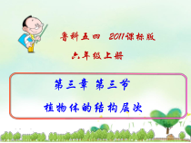 《第三节 植物体的结构层次》PPT课件1-鲁科版生物六年级上册
