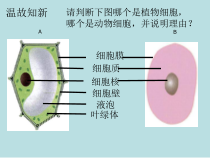 《第一节 细胞的生活》PPT课件2-鲁科版生物六年级上册