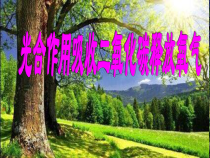 《第一节 光合作用吸收二氧化碳释放氧气》PPT课件3-鲁科版生物六年级下册