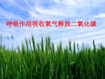 《第二节 呼吸作用消耗氧气释放二氧化碳》PPT课件3-鲁科版生物六年级下册