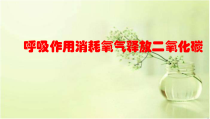 《第二节 呼吸作用消耗氧气释放二氧化碳》PPT课件2-鲁科版生物六年级下册