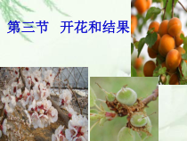 《第三节 开花和结果》PPT课件2-鲁科版生物六年级下册