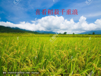 高中语文必修上册4.1《喜看稻菽千重浪》PPT课件-2019人教部编版
