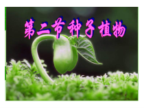 《第三节 种子植物》PPT课件5-鲁科版生物六年级下册
