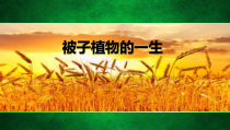 《第三节 开花和结果》PPT课件3-鲁科版生物六年级下册