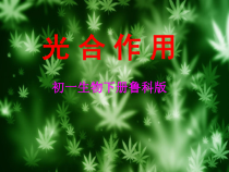 《第一节 光合作用吸收二氧化碳释放氧气》PPT课件4-鲁科版生物六年级下册
