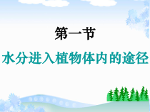 《第一节 水分进入植物体内的途径》PPT课件5-鲁科版生物六年级下册