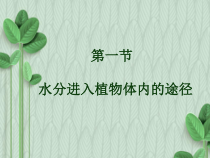 《第一节 水分进入植物体内的途径》PPT课件1-鲁科版生物六年级下册