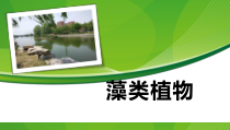 《第一节 藻类植物》PPT课件1-鲁科版生物六年级下册