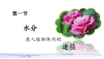 《第一节 水分进入植物体内的途径》PPT课件6-鲁科版生物六年级下册