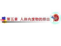 《第一节 尿的形成和排出》PPT课件3-鲁科版生物七年级上册