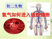 《第二节 发生在肺内的气体交换》PPT课件2-鲁科版生物七年级上册