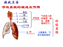 《第二节 发生在肺内的气体交换》PPT课件1-鲁科版生物七年级上册