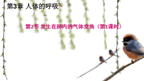 《第二节 发生在肺内的气体交换》PPT课件3-鲁科版生物七年级上册