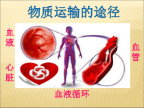 《第三节 物质运输的途径》PPT课件5-鲁科版生物七年级上册