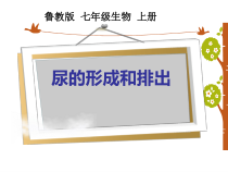 《第一节 尿的形成和排出》PPT课件1-鲁科版生物七年级上册