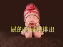 《第一节 尿的形成和排出》PPT课件7-鲁科版生物七年级上册