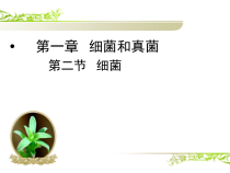 《第二节 细菌》PPT课件1-鲁科版生物七年级下册