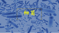 《第二节 细菌》PPT课件4-鲁科版生物七年级下册