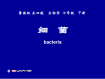 《第二节 细菌》PPT课件5-鲁科版生物七年级下册