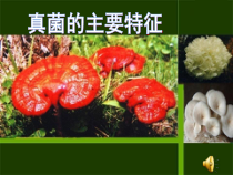 《第三节 真菌》PPT课件3-鲁科版生物七年级下册