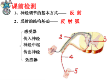 《第四节 激素调节》PPT课件1-鲁科版生物七年级下册