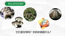 《第三节 真菌》PPT课件2-鲁科版生物七年级下册