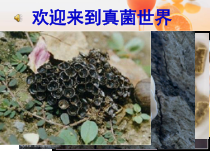 《第三节 真菌》PPT课件1-鲁科版生物七年级下册