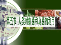 《第五节 人类对细菌和真菌的利用》PPT课件4-鲁科版生物七年级下册