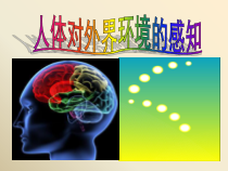 《第一节 人体对外界环境的感知》PPT课件1-鲁科版生物七年级下册