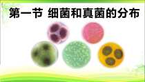 《第一节 细菌和真菌的分布》PPT课件1-鲁科版生物七年级下册
