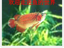 《第四节 鱼类》PPT课件1-鲁科版生物八年级上册