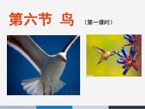 《第六节 鸟类》PPT课件1-鲁科版生物八年级上册