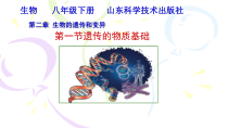 《第一节 遗传的物质基础》PPT课件1-鲁科版生物八年级下册
