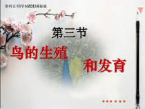 《第三节 鸟的生殖和发育》PPT课件5-鲁科版生物八年级下册